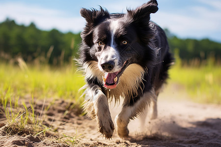 草地奔跑的小狗背景图片