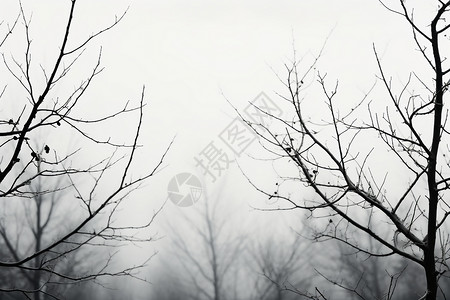 冬天的枯枝背景图片
