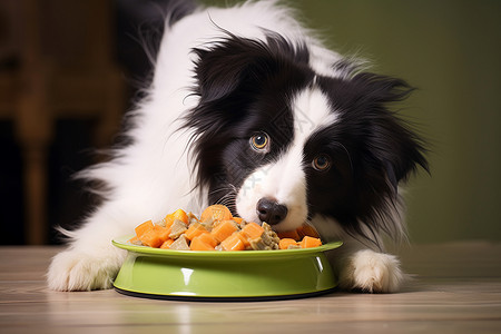 吃食物的小狗背景图片