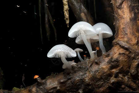 毒蘑菇夏季丛林中绽放的真菌蘑菇背景