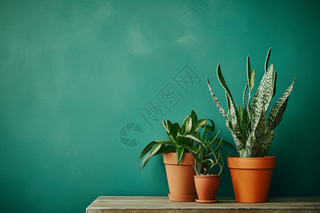 三盆植物靠在绿色墙上背景图片