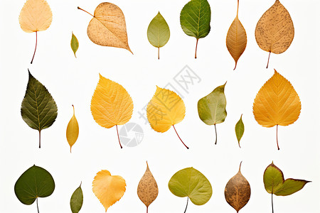 树叶贴图白色背景上的各种叶子插画