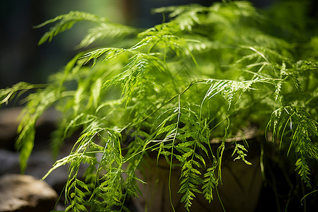 绿色植物的盆栽背景图片