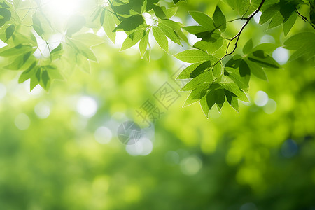 阳光穿透树叶高清图片