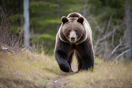 草地上的棕熊背景图片