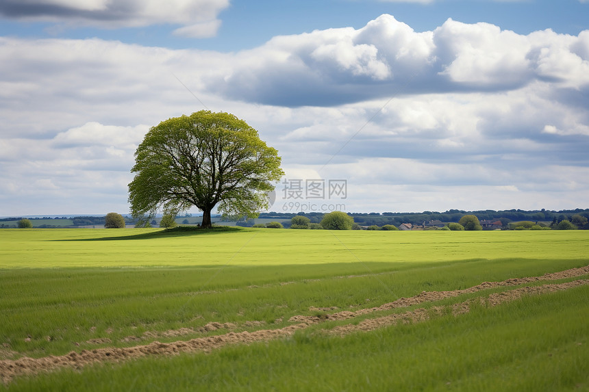 田野中的树木图片