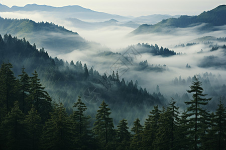 山林中迷蒙的雾高清图片