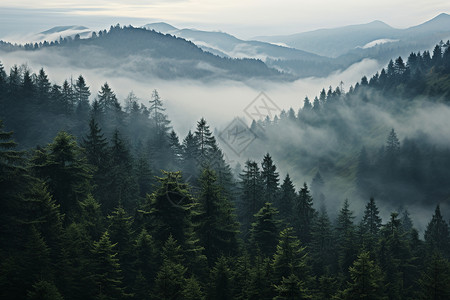 山林中的雾霾高清图片