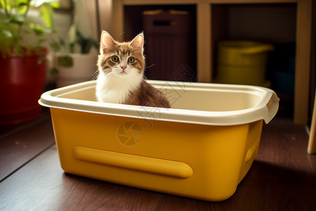 猫咪在黄色容器中高清图片