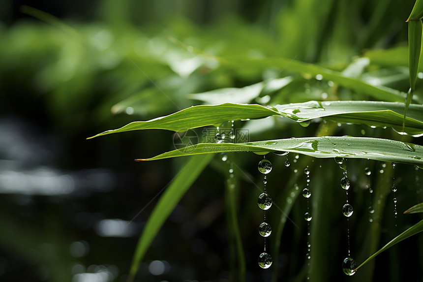 小草上的雨滴图片