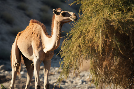 沙漠上的野骆驼高清图片
