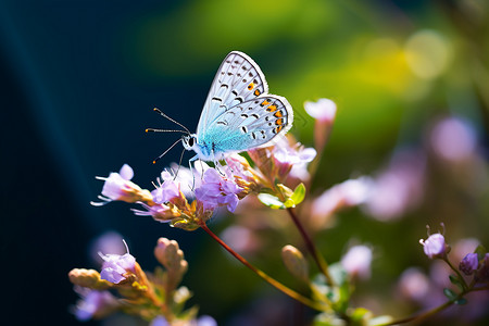 蓝色蝴蝶落在紫色花朵上背景图片