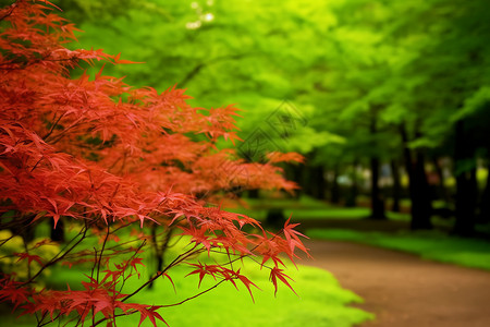 树叶粘贴画夏日公园红绿如画背景