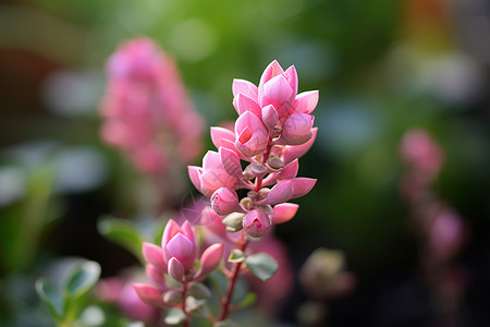 鲜嫩粉绿的美丽花朵背景图片