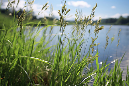 湖光草色的自然景观背景图片