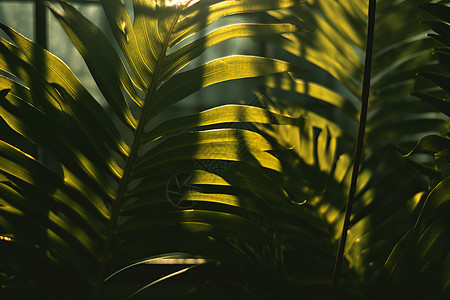 棕榈树叶阳光穿过树叶背景
