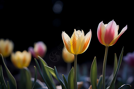 春天的花海郁金香季节高清图片