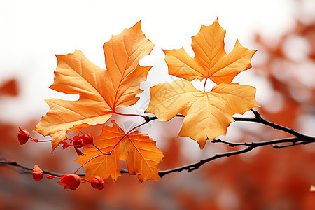 秋天里的枫叶背景图片