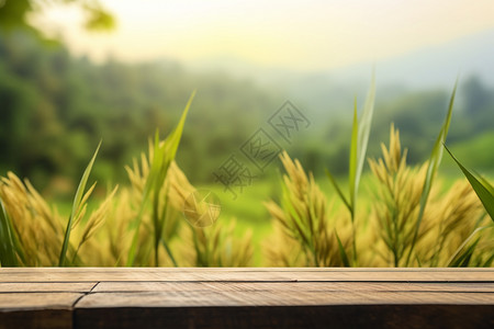 金色的稻田背景图片