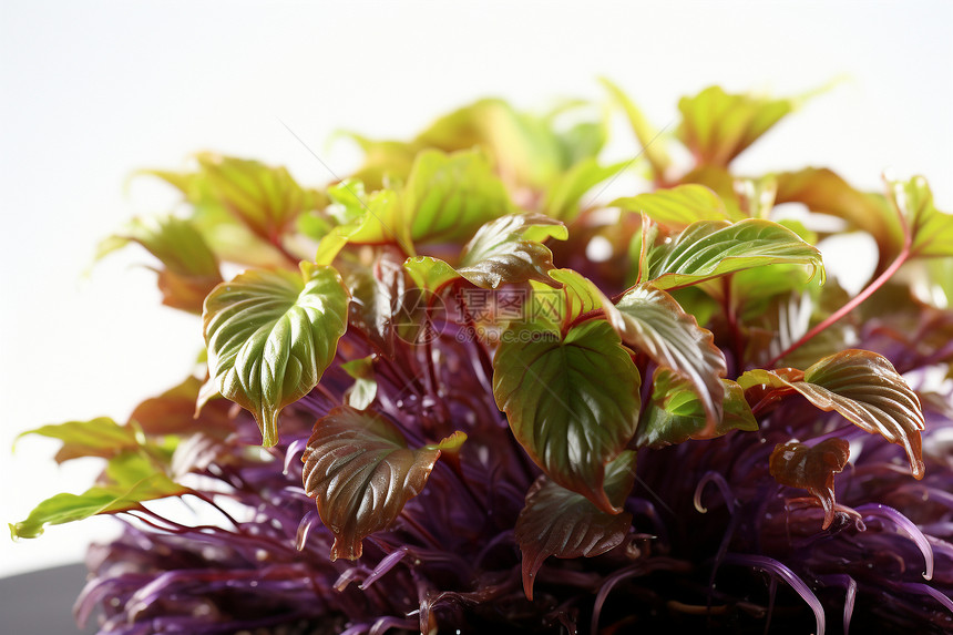 鲜嫩有机的香椿蔬菜图片