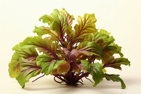 营养丰富的香椿蔬菜背景图片