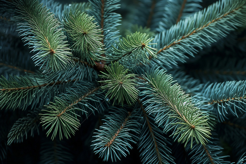 冬季松树的自然景观图片