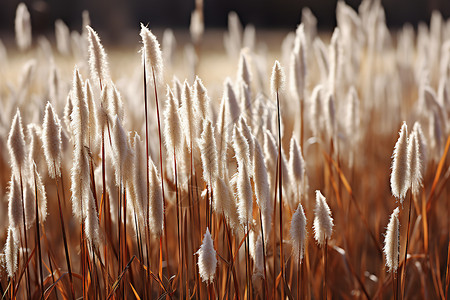 自然之美的芦苇塘植物背景图片