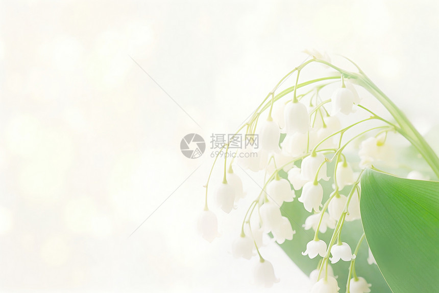 浪漫清新的白色花朵图片