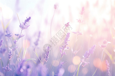 香紫迎风摇曳的薰衣草背景图片