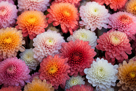 各种颜色的菊花背景图片