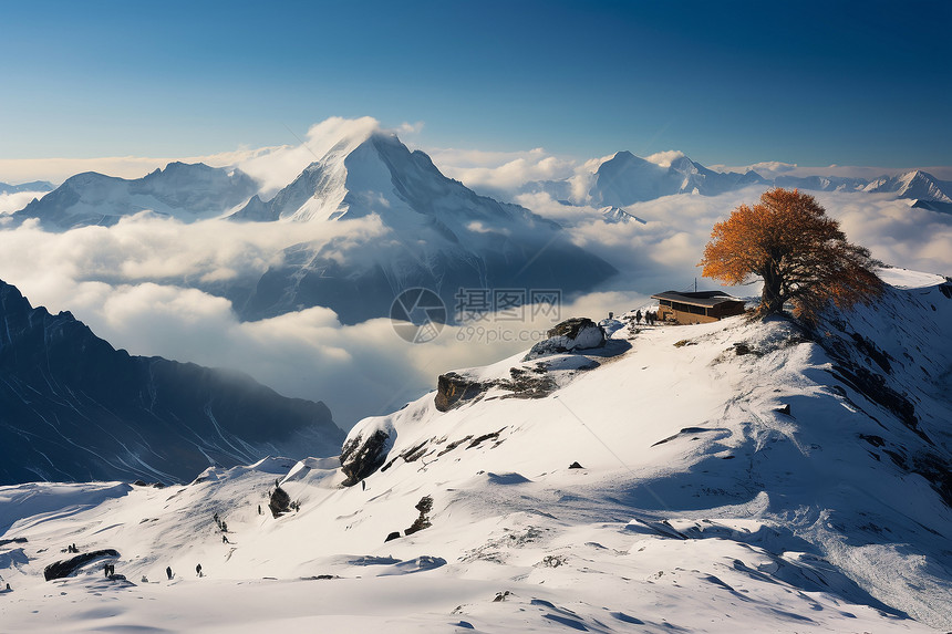 雪山顶上的一棵树图片