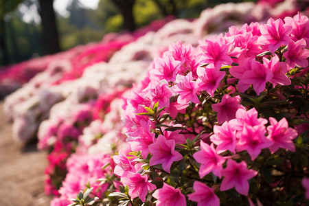 花园里的杜鹃花背景图片