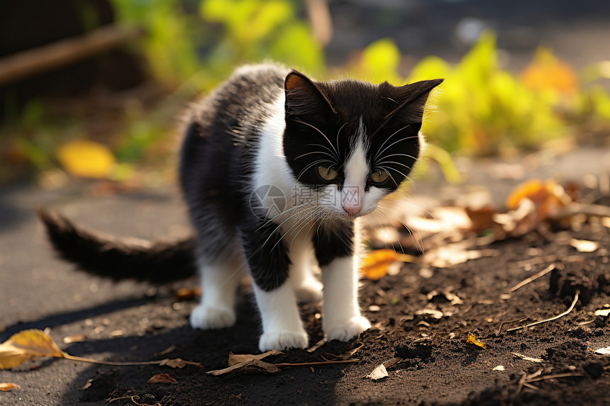 户外路边的小猫图片