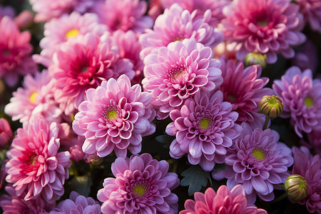 粉红色的菊花海背景图片