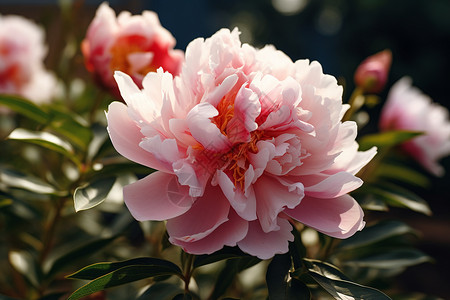 花园里的牡丹花背景图片