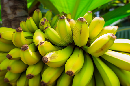 成熟的香蕉背景图片