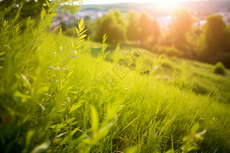 阳光下的草丛背景图片