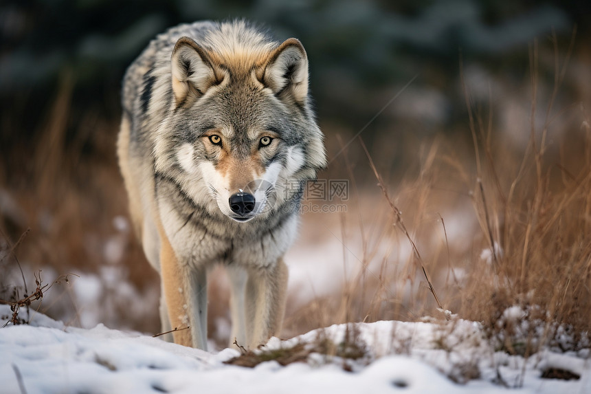 冬季雪地中的孤狼图片