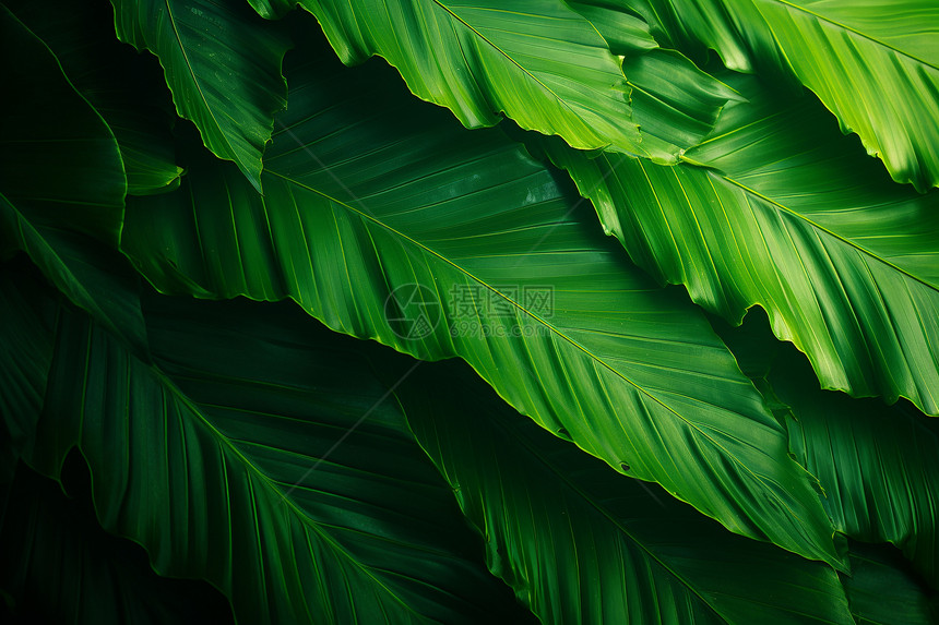 翠绿的植物叶子图片