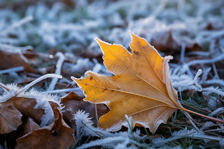 冬季一片落叶背景图片