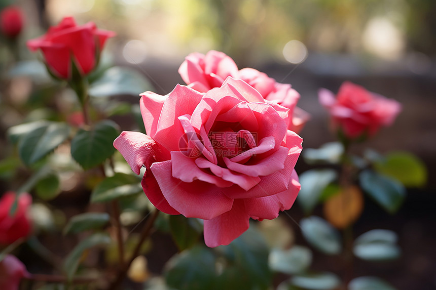 花园中绽放的粉色玫瑰图片