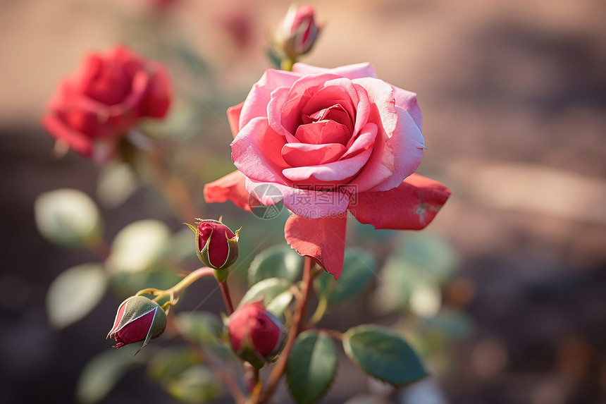 粉色玫瑰在花园中绽放图片