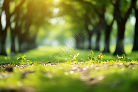 阳光下的绿色深林背景图片