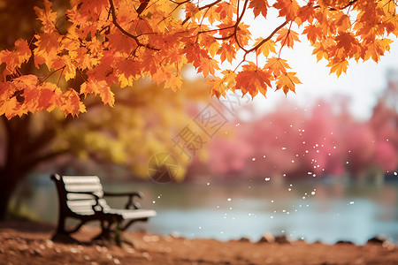 秋日枫林下的长椅背景图片