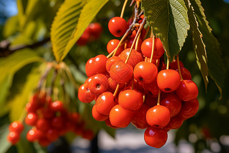 金秋树上挂满的红果子高清图片