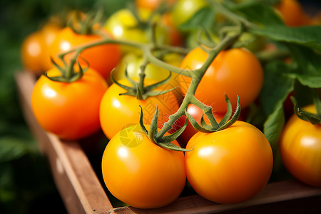 果园收获番茄摆在桌子上背景