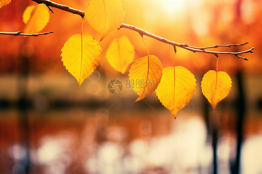 秋天湖畔黄叶图片