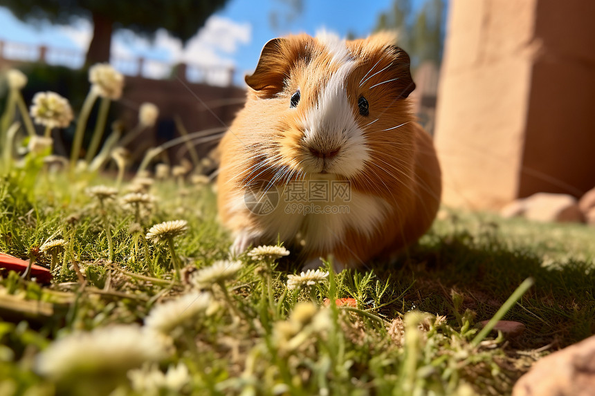 可爱小豚鼠在草地上图片