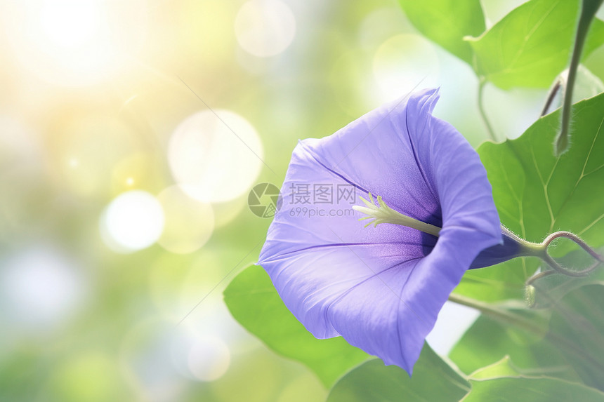 美丽的牵牛花花朵图片