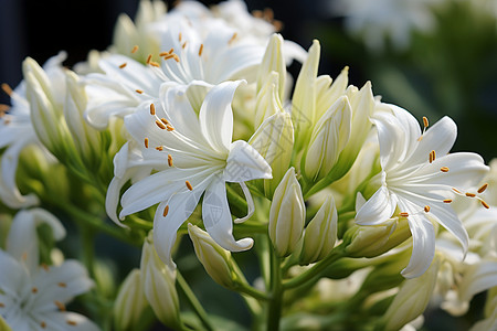 夏季花园中绽放的百合花花朵背景